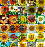 2027 Sunflower Calendar